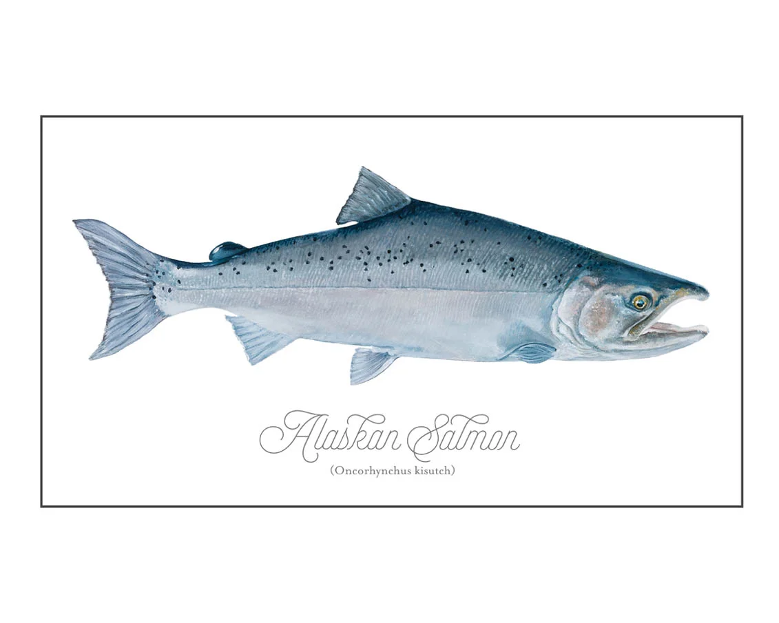 Salmon-versionB.jpg