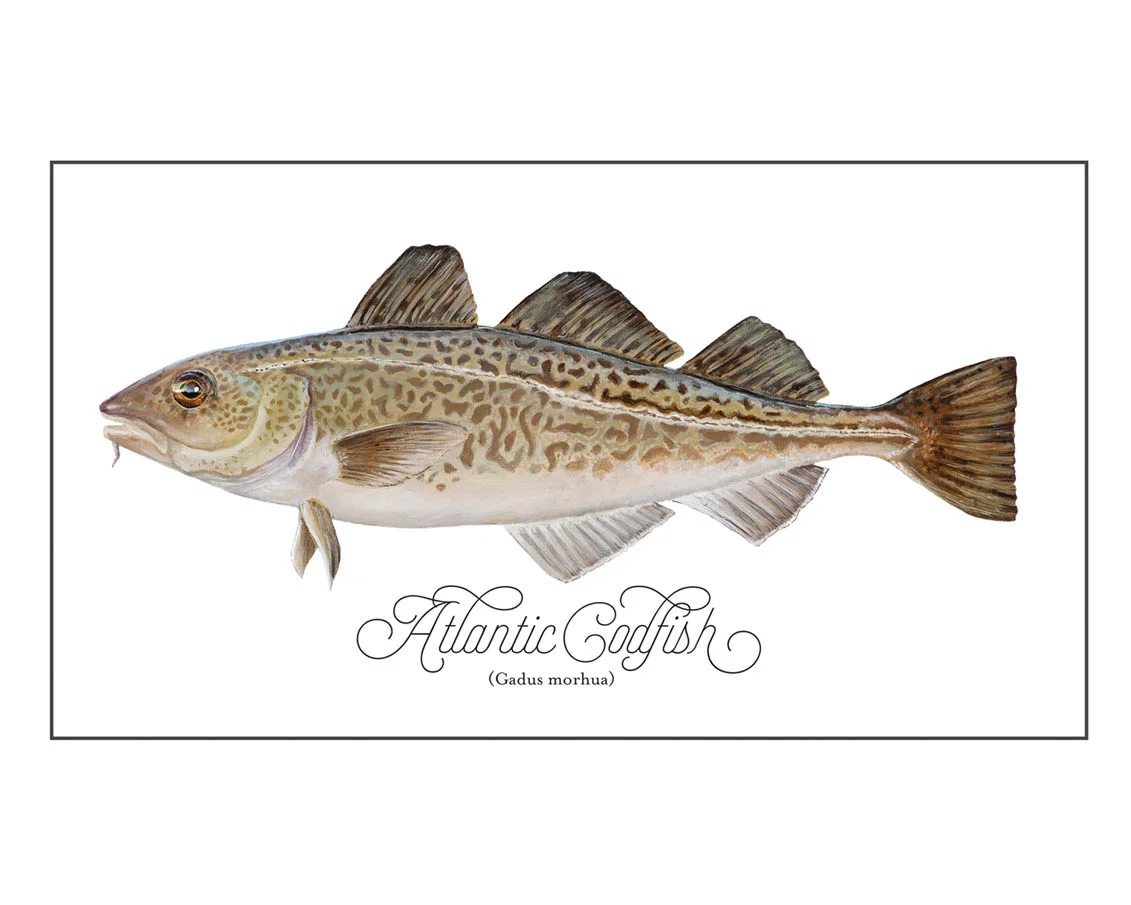 Codfish-versionB.jpg