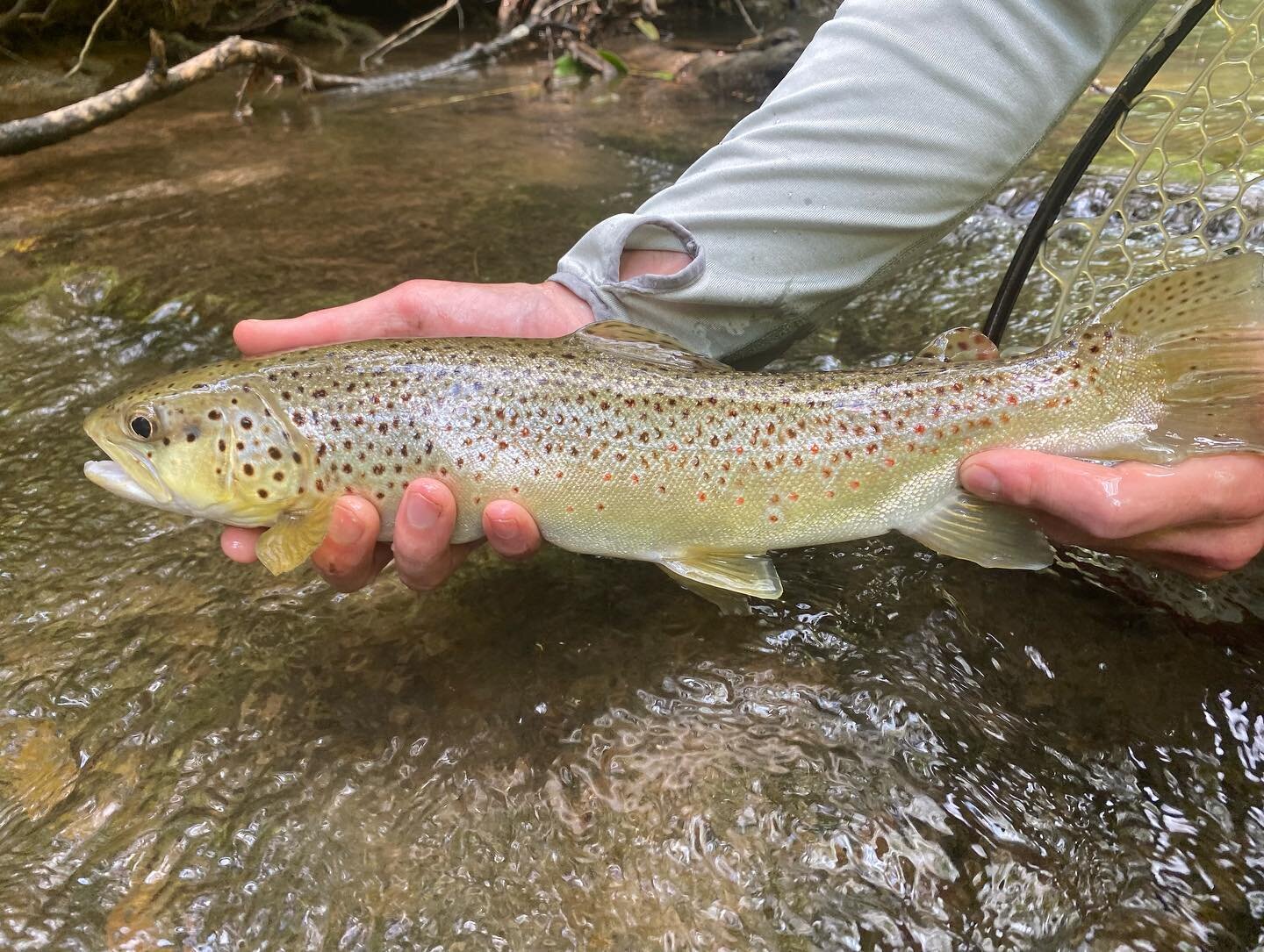 Post #2 of North Georgia trout fishing - Monday we hiked way up Coleman River and then over to the headwaters of the &ldquo;hooch&rdquo; and today we spend the morning at Smithgall Woods - making some memories.
