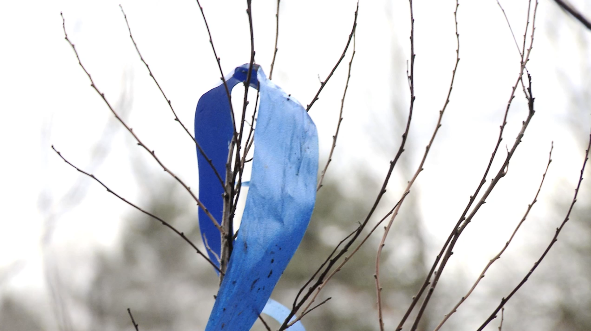 A piece of the commemorative blue ribbon