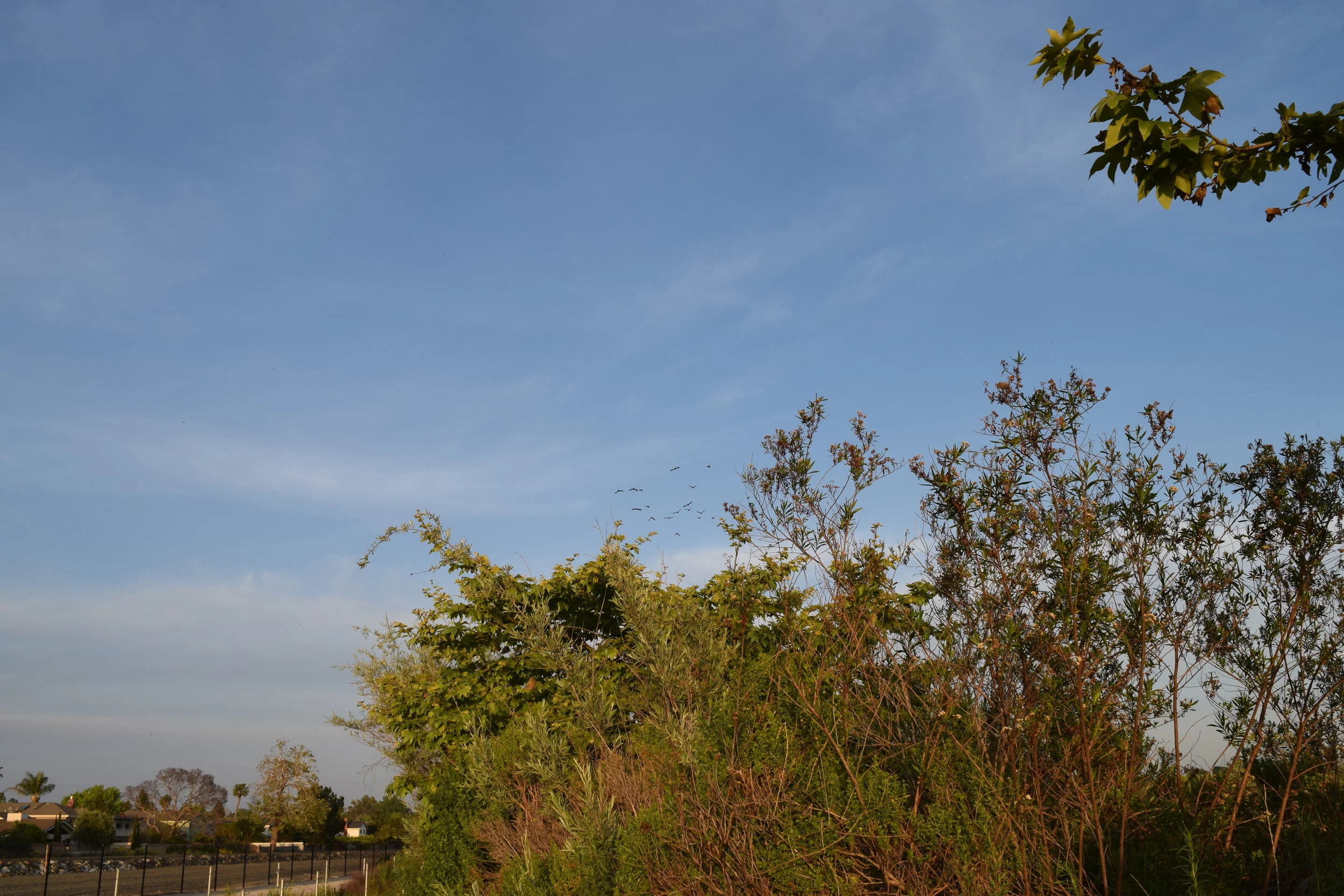 DSC_0515.JPG