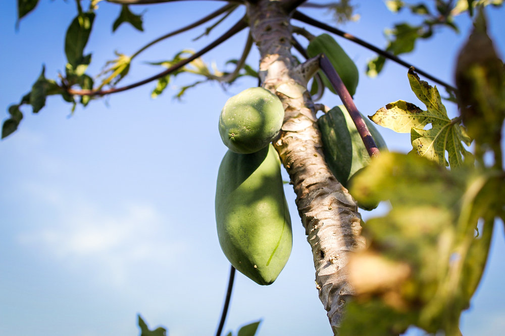 Papaya