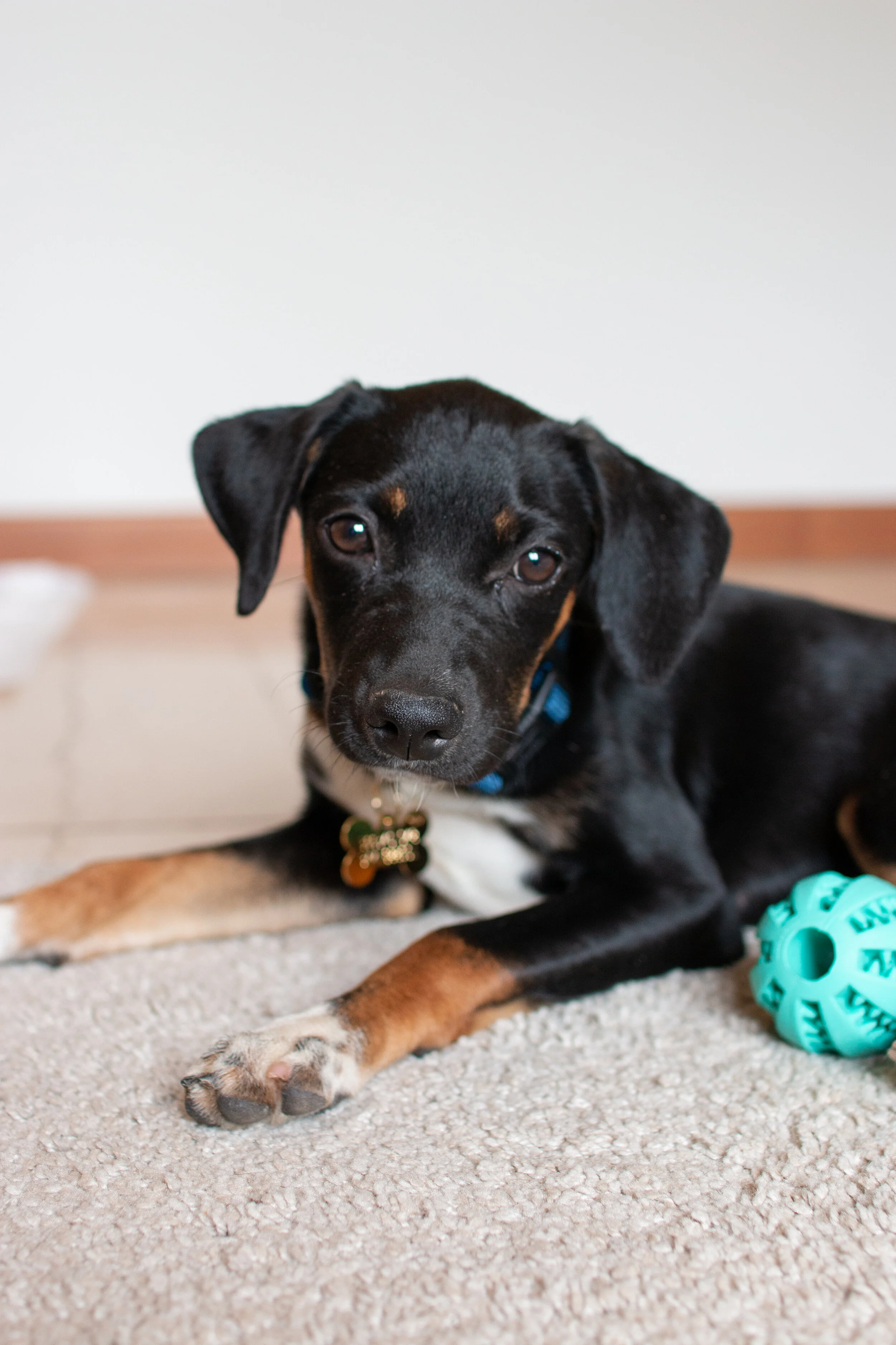 Adopting a Dog in Italy