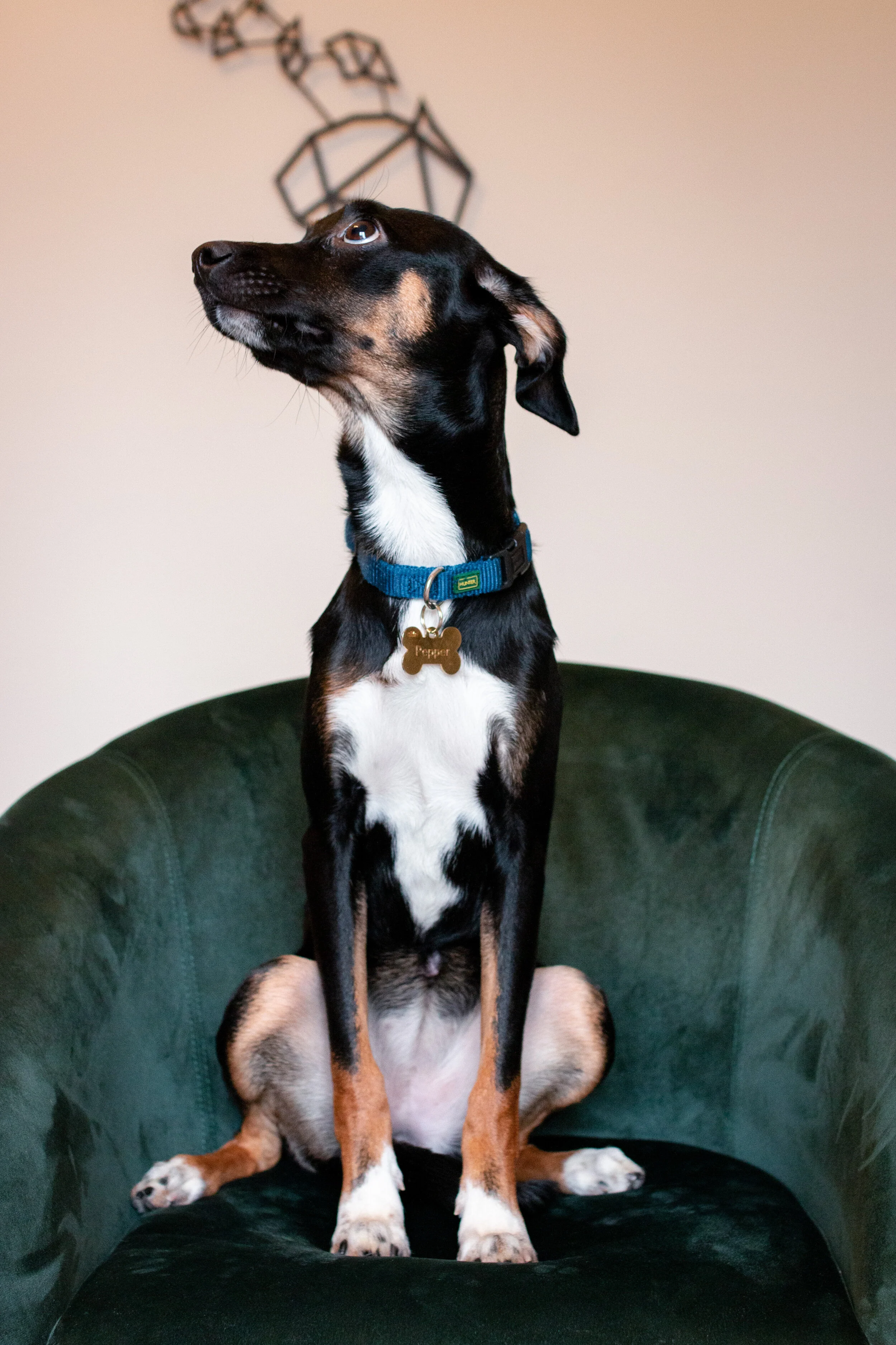 Pepper_046.jpg