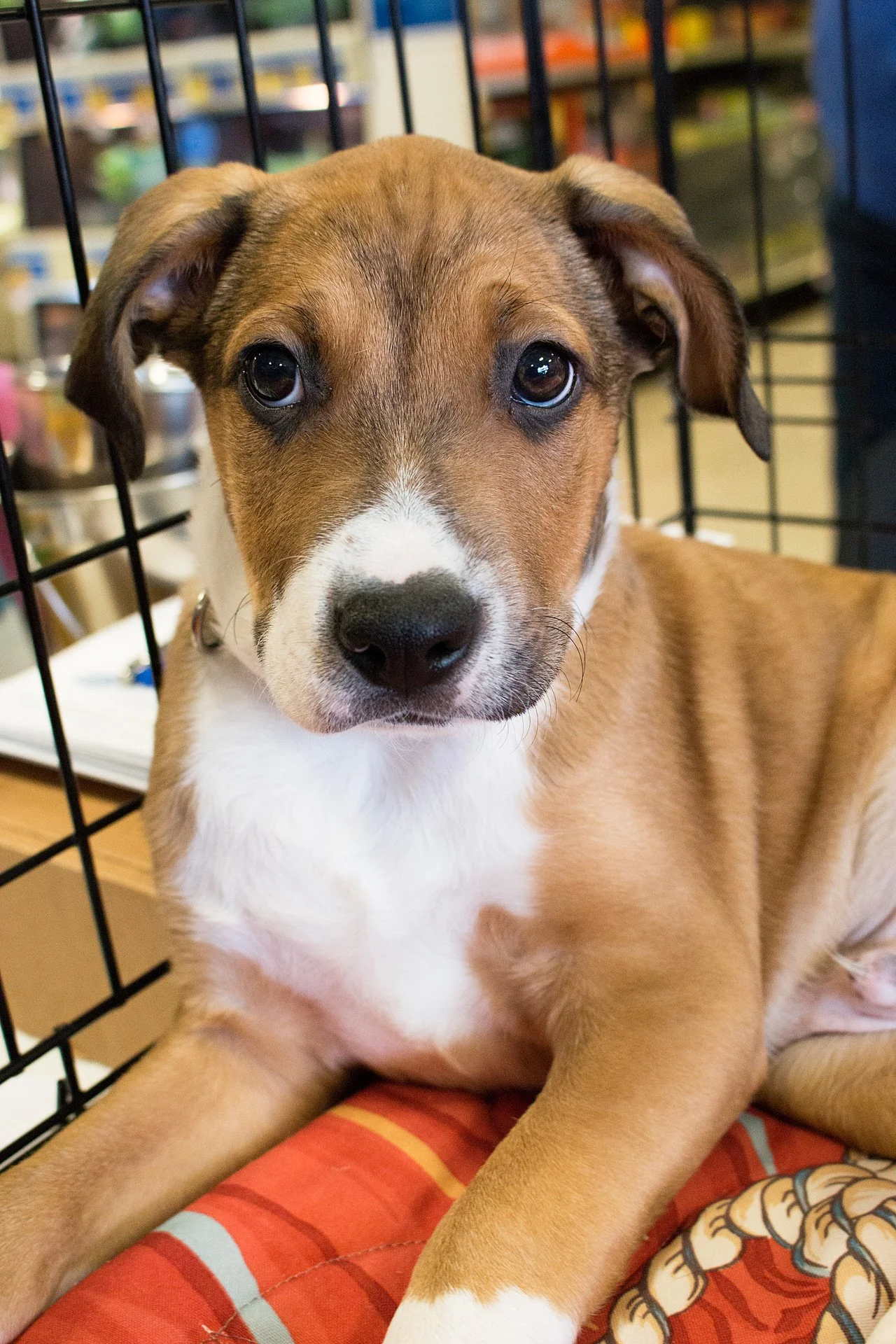 PetSmart National Adoption Weekend