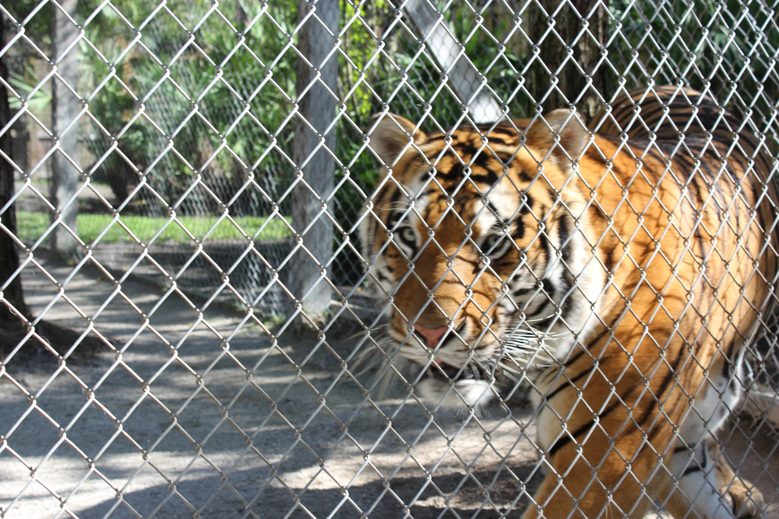 The Beasts of West Palm