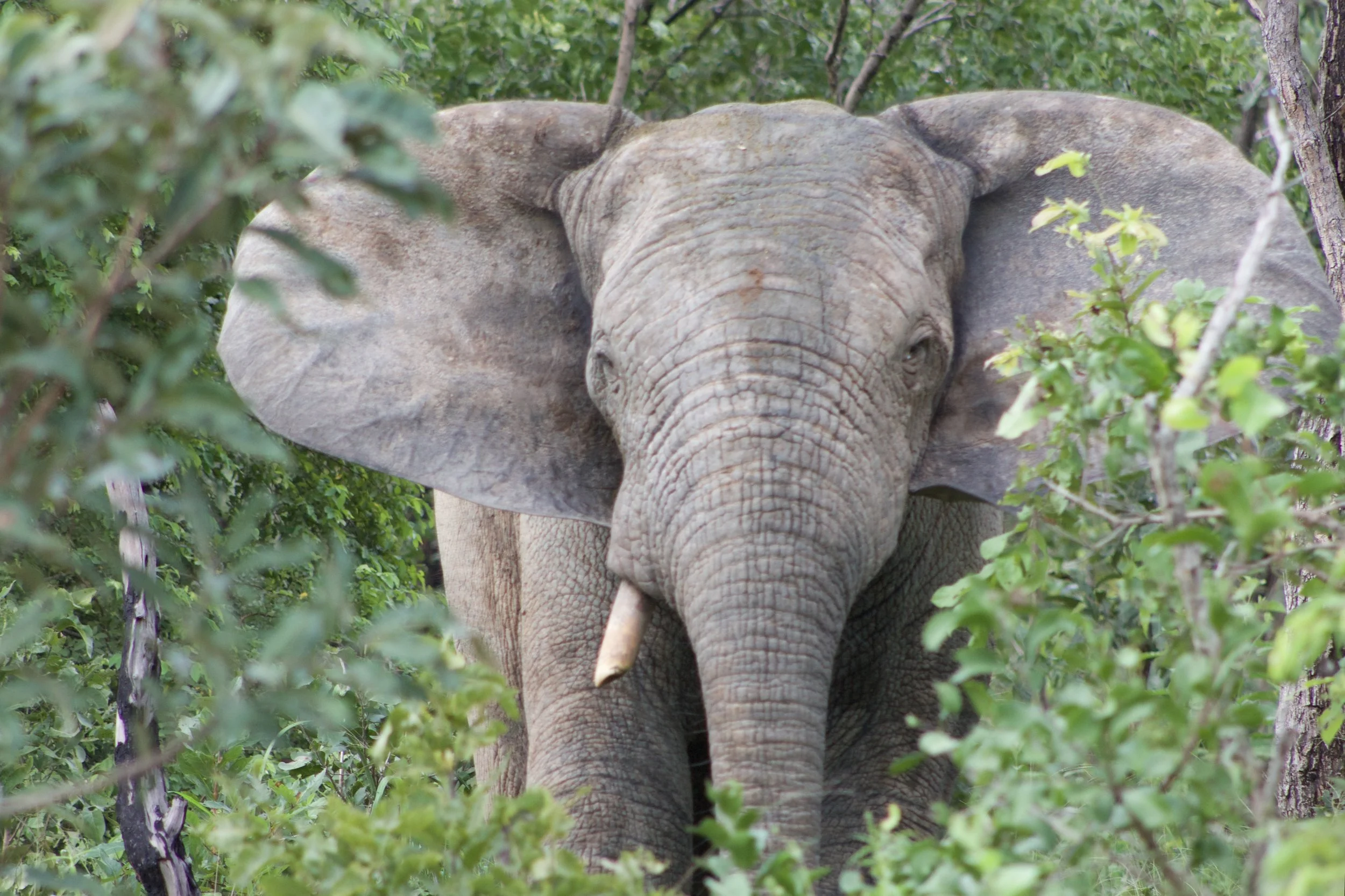 Amrisa Trekking Elephants
