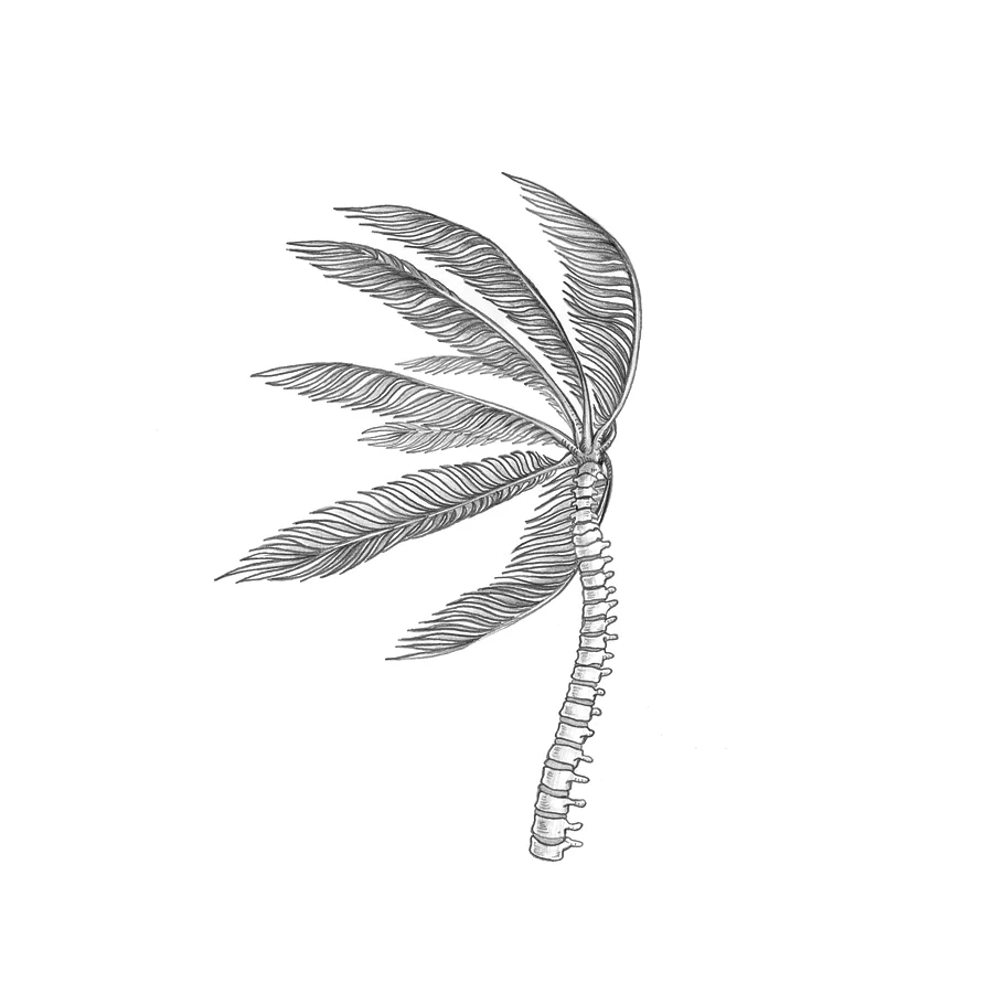 scott-chenoweth-spine_palm.jpg