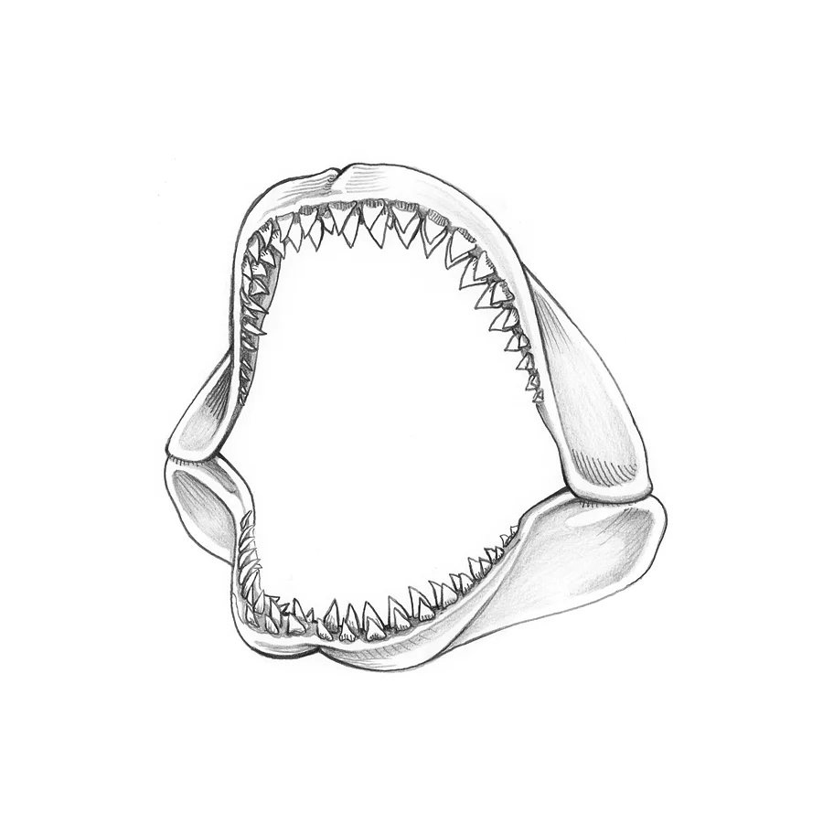 shark_jaw.jpg