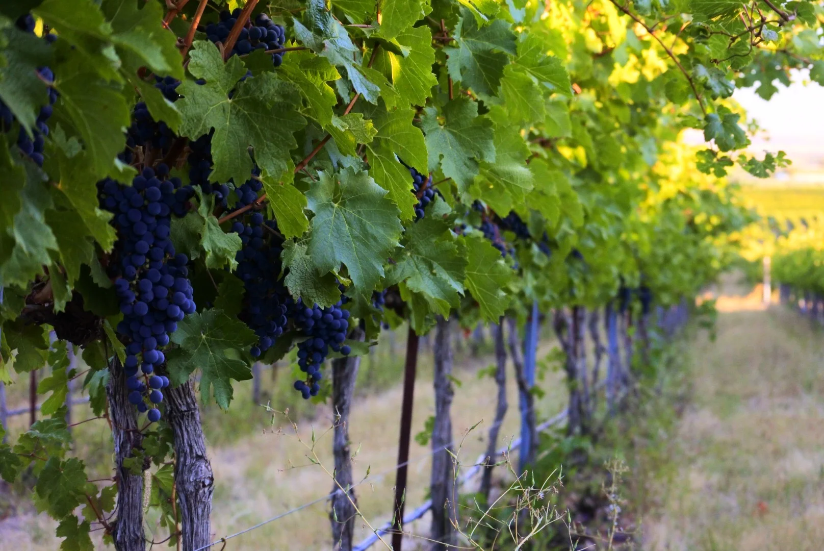 Pepper Bridge Winemaker Dinner