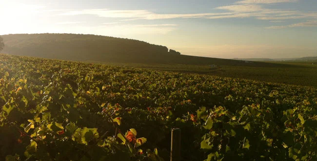Le Domaine d'Henri Winemaker Dinner