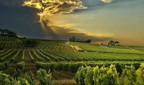 June Wine Dinner