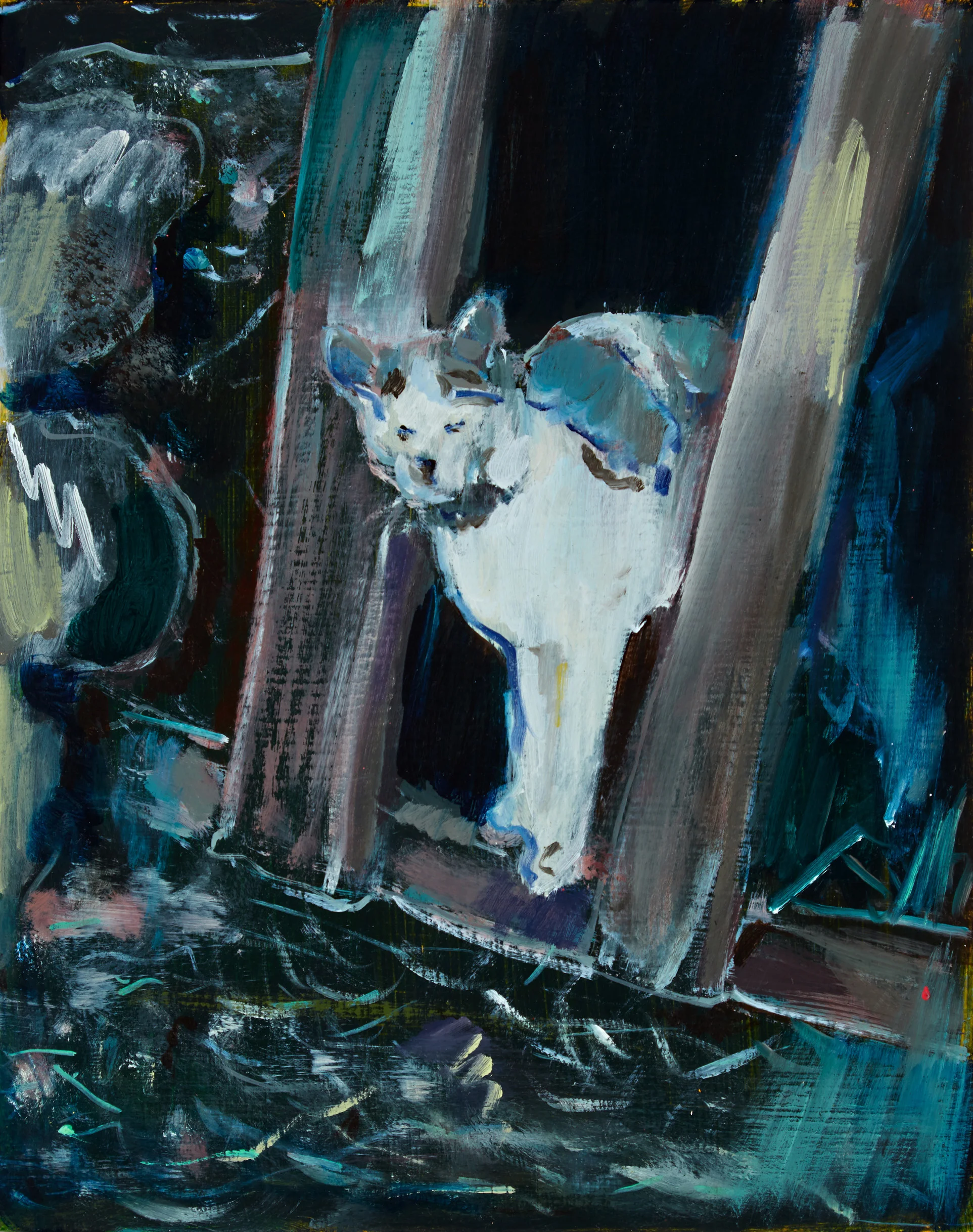 Sun Basking Cat , oil on board, 29 x 24.5cm, 2016