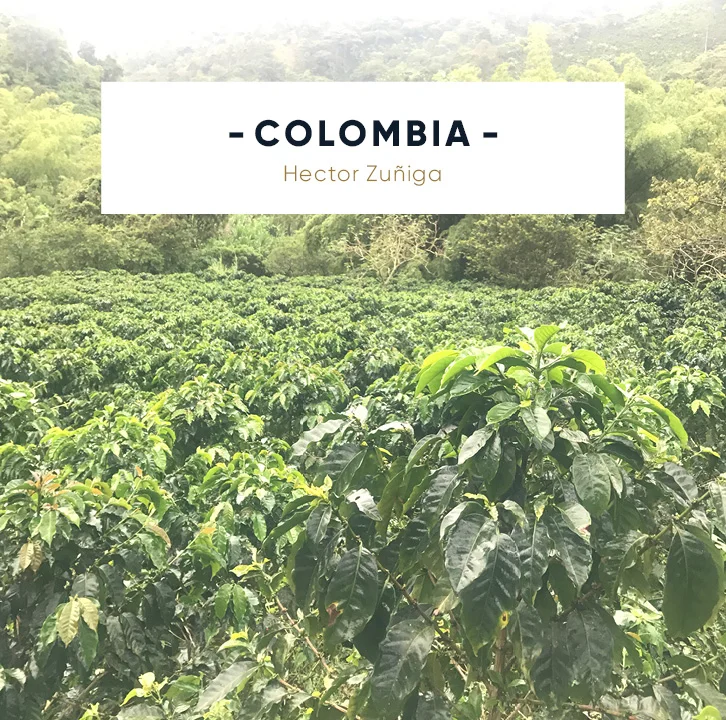 Provenance - SITE-COFFEE THUMB_COLOMBIA Hector Zuniga.jpg