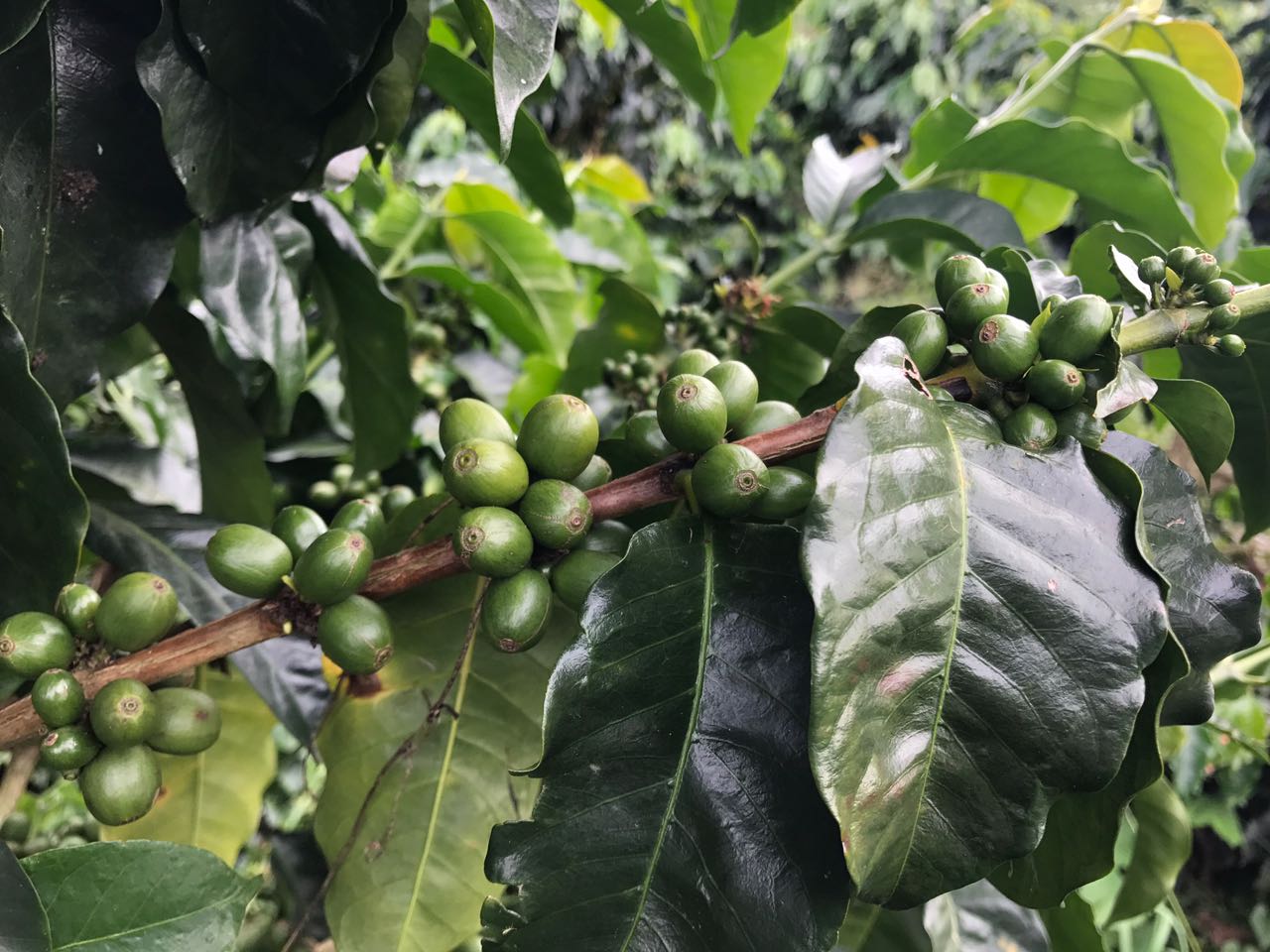 Diofanor Castillo green cherries.jpeg