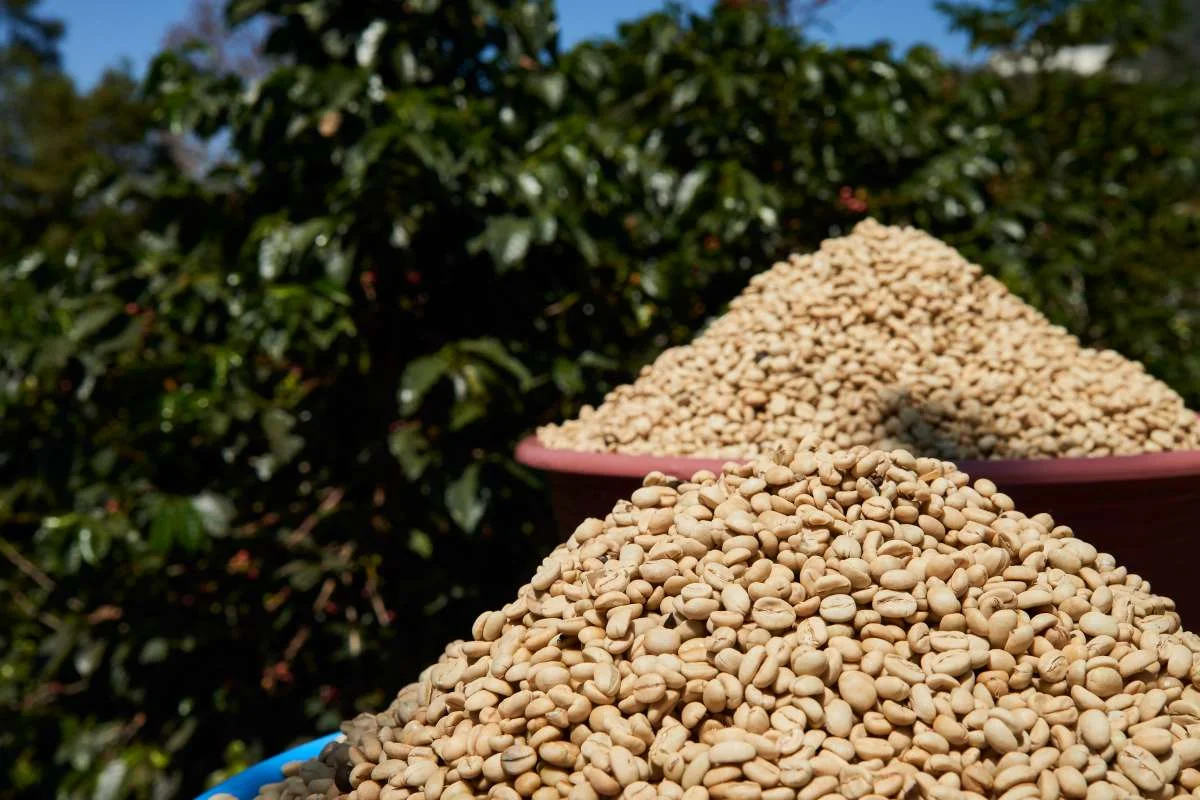 cafeimportsguatemalahuehuetenangovp194.jpg