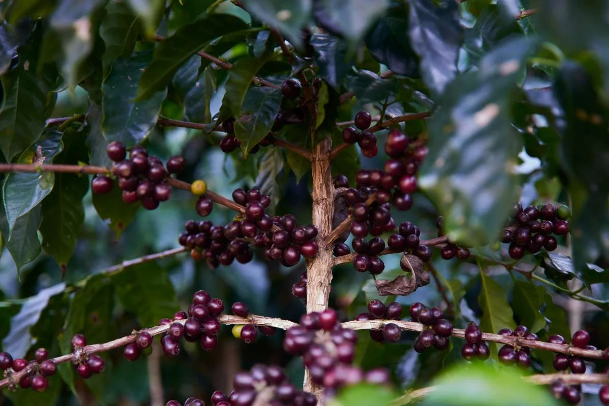 cafeimportsguatemalahuehuetenangovp150.jpg