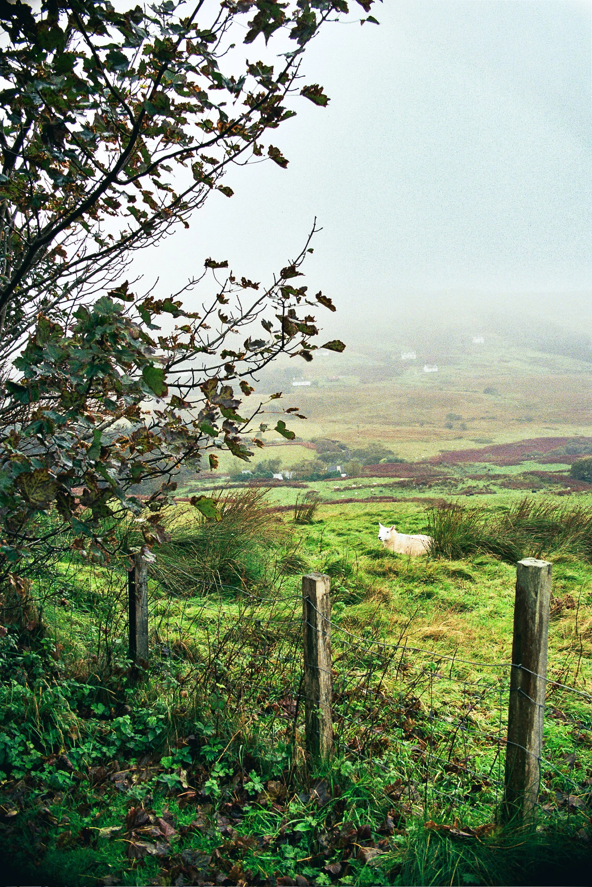 Scotland 35mm Film-6.jpg