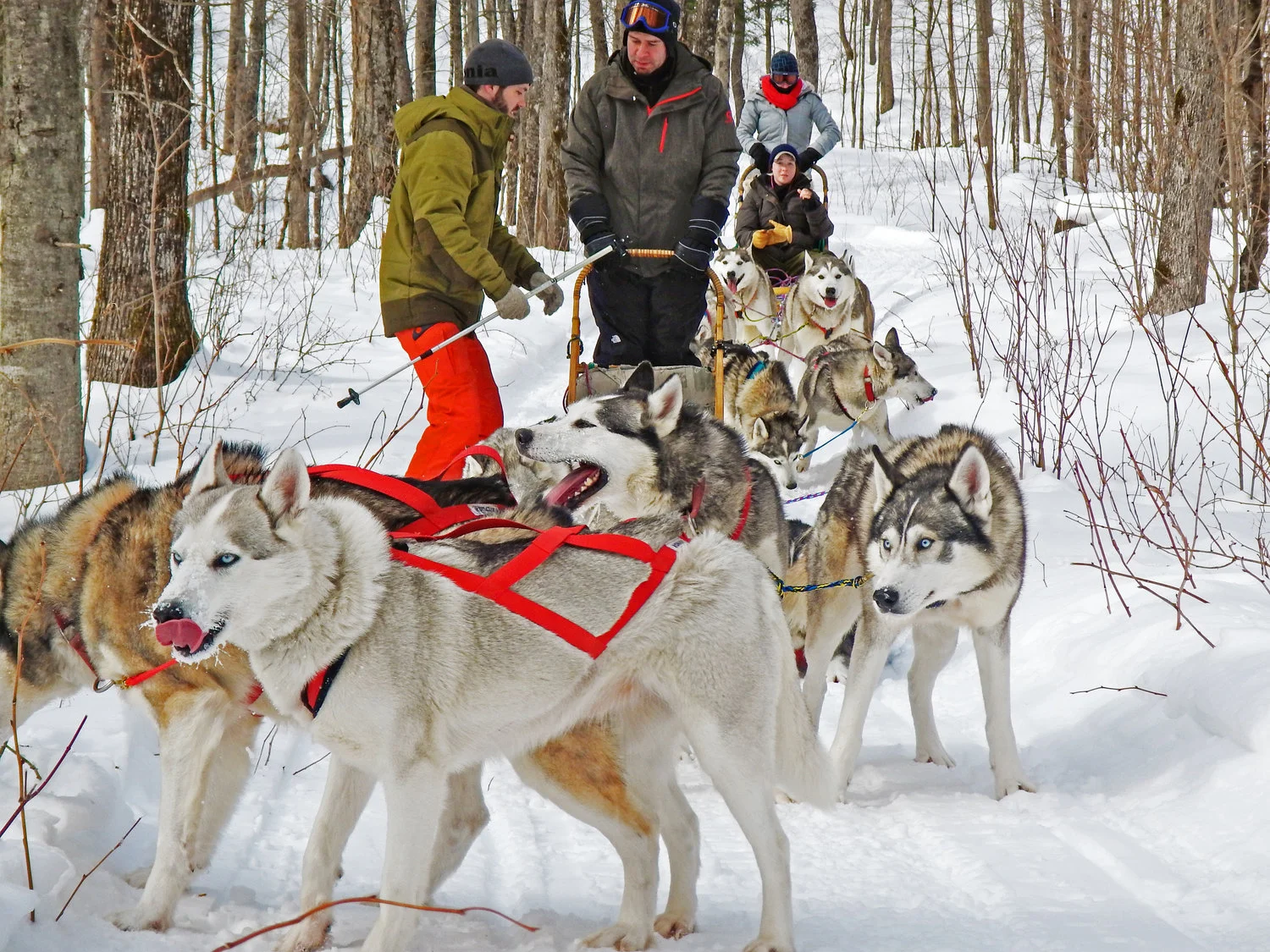 Dogsled+through+Cushing+wildlife+refuge.jpg