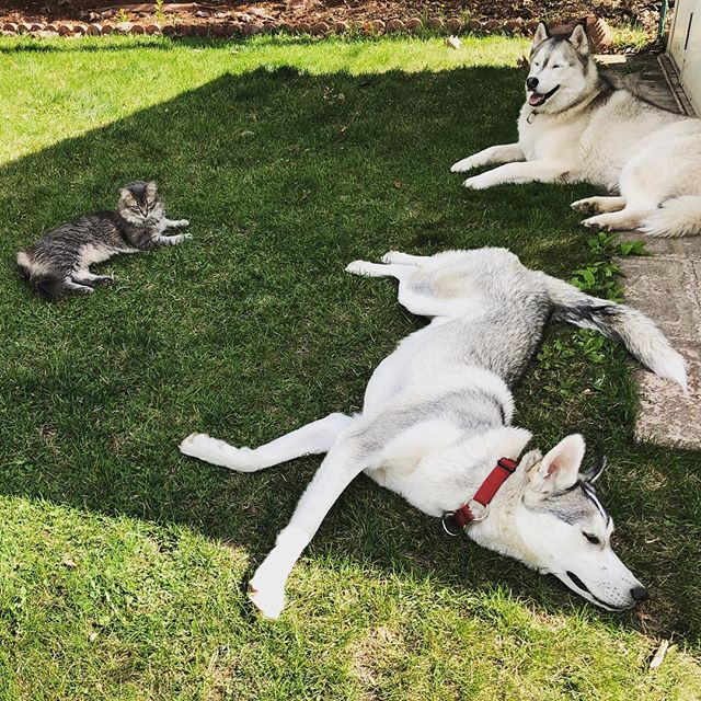 Grateful for moments of sun this summer #catsanddogs