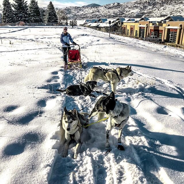 Yesterday was a really fun day! We went on 3 different sled runs on the hill with 3 different powerhouse women. Consider joining us. Go to www.dogmastersusa.com to sign up for Sled Dog Sport coaching in Denver #urbanmushing #dogsled #womensempowermen