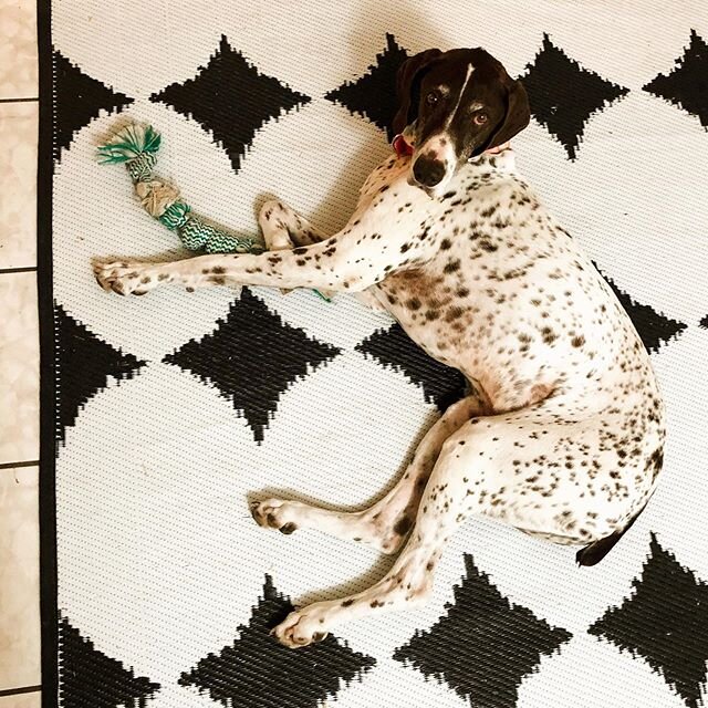 I think they made this rug for you Mox! #gsp
