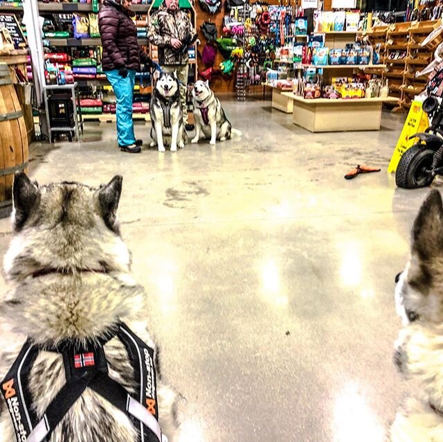 2 + 2 = 4-dog team. New friends learning to sled! #urbanmushing