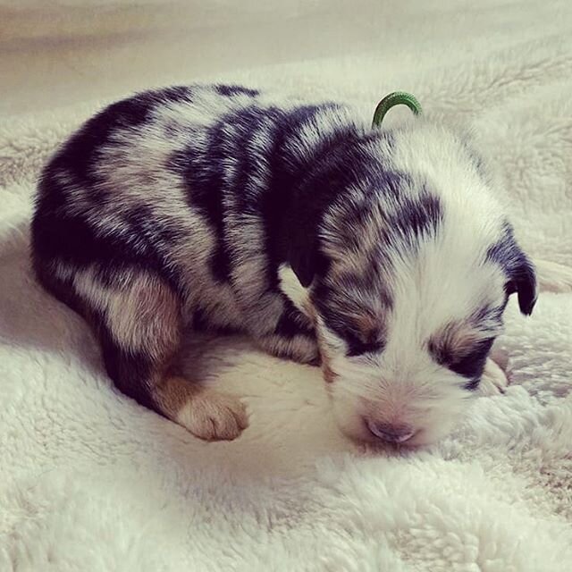 I haven't seen @joe.hubbard so here's a pic of his soon-to-be puppy Harley. Today is #nationalbestfriendday I guess. Joe is one of the best people I know. He's constantly working on himself and at the same time encouraging me to be better. He got me 