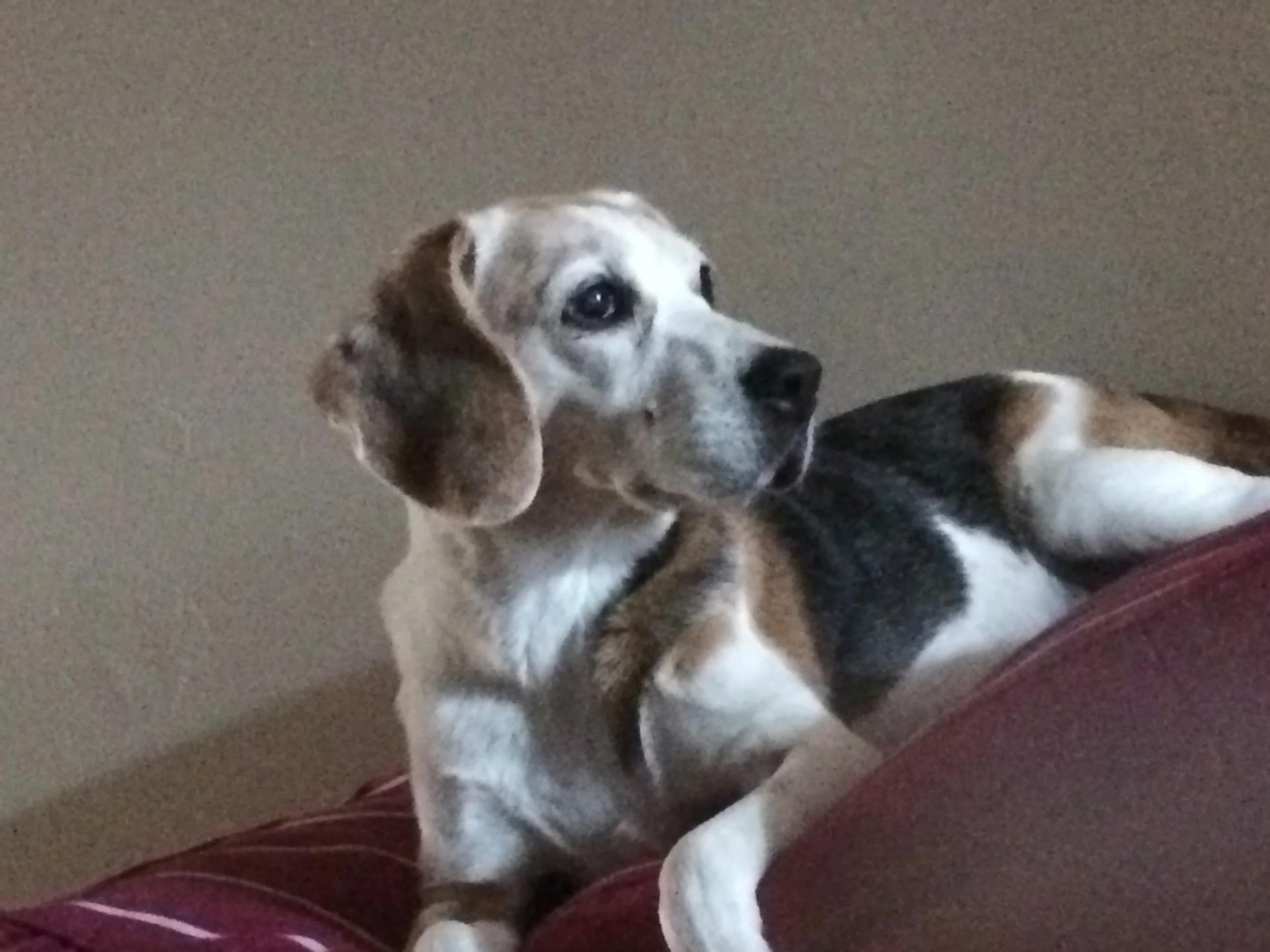 Beagle Molly