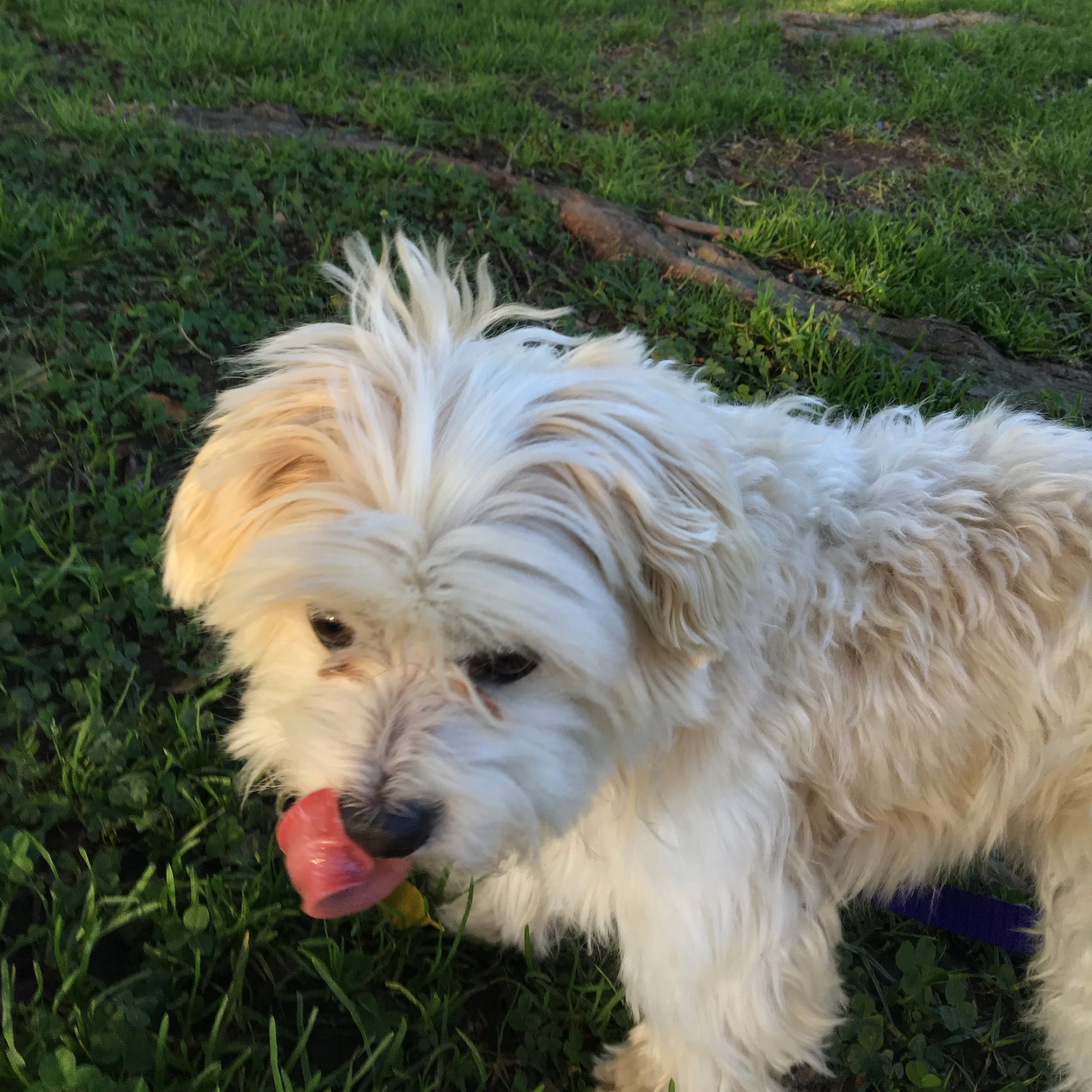 Muffin at play in the park