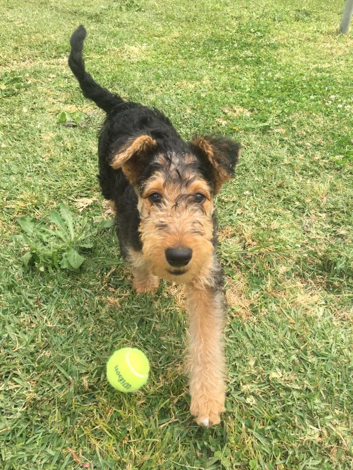 Archie the Airedale