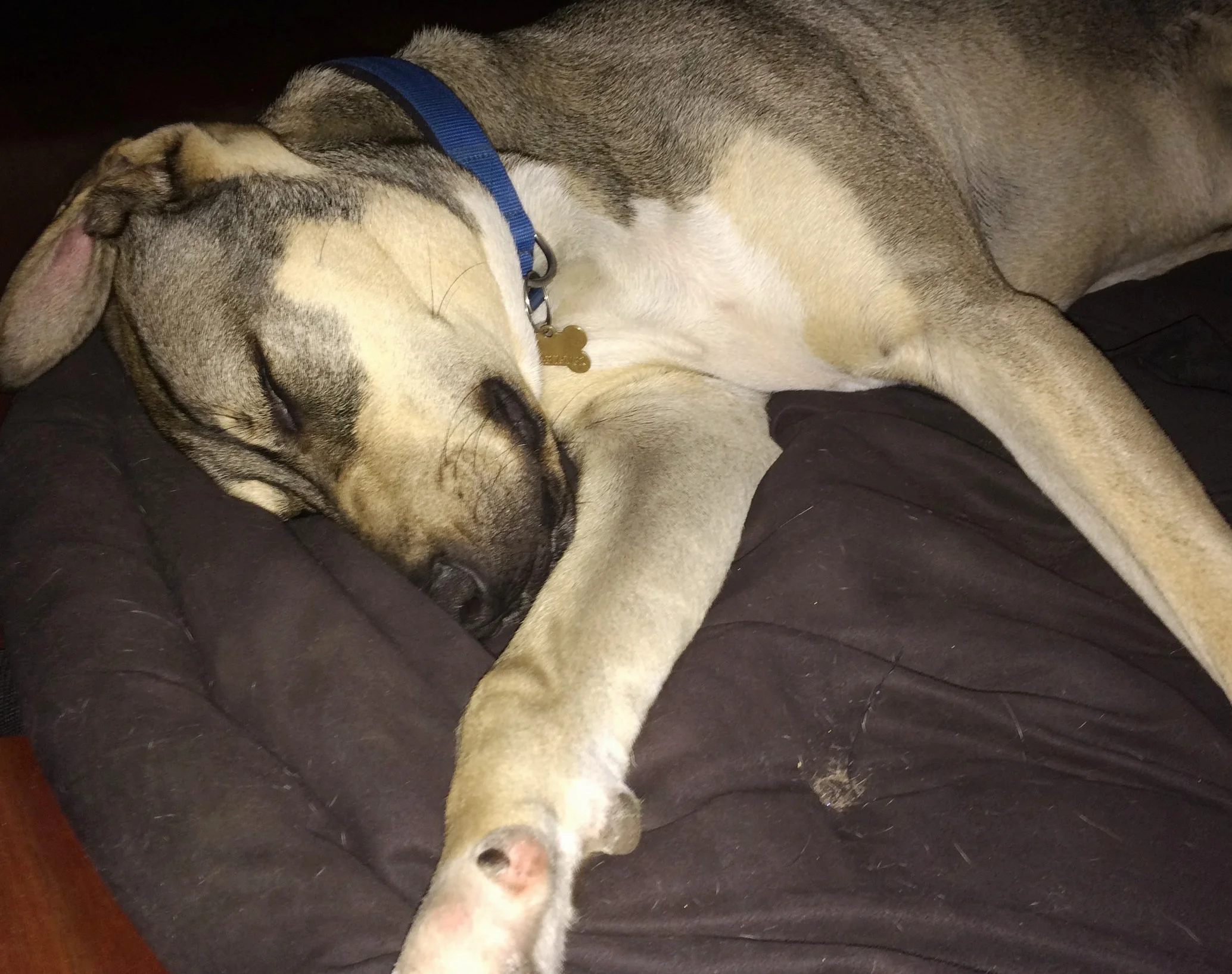 AstroBoy -Dog sitting