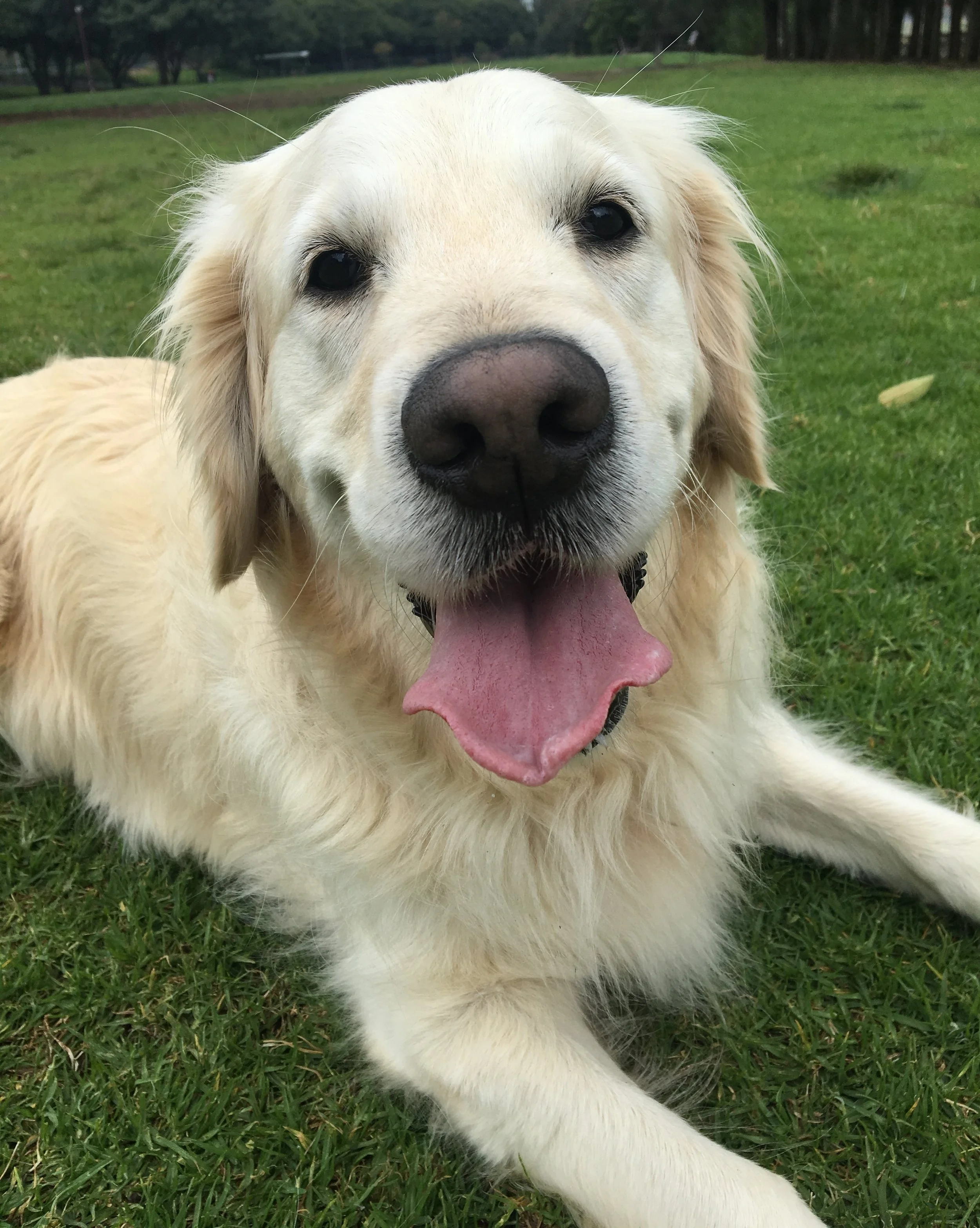 Rosie Golden Retriever