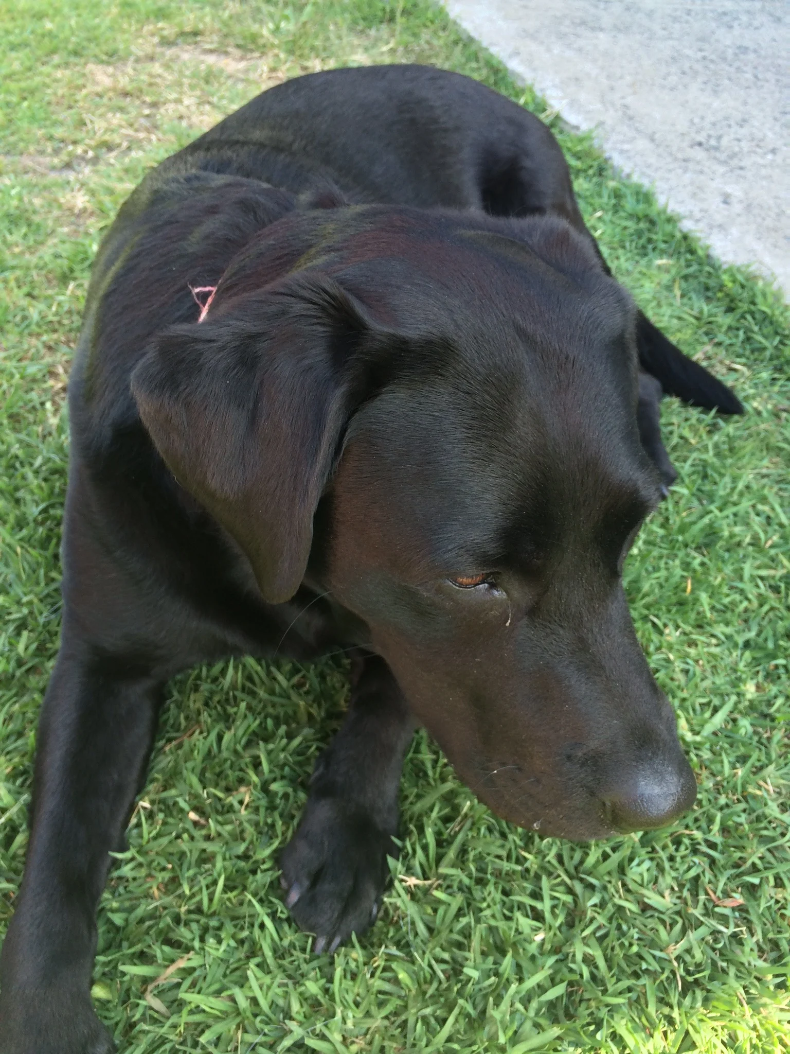 Dora the Labrador