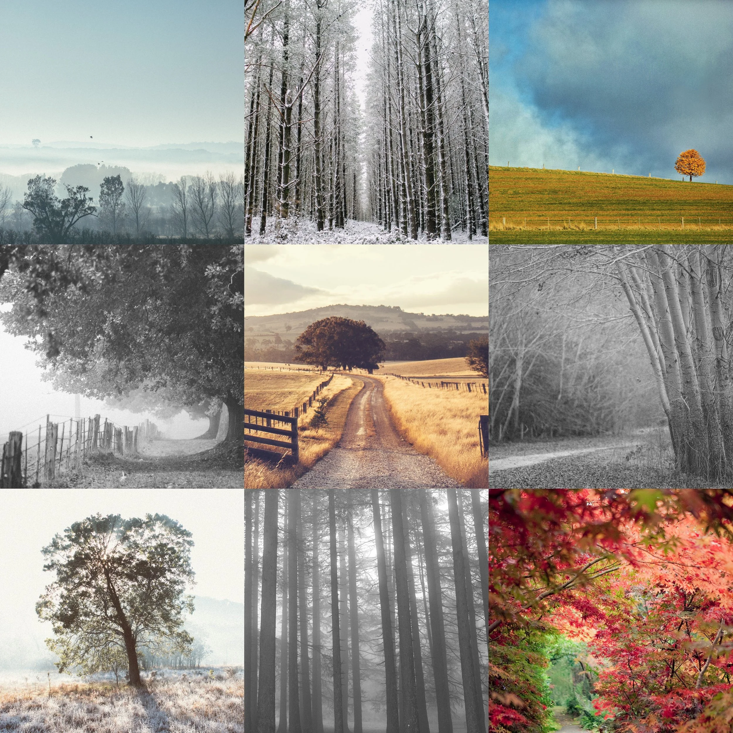Macedon_Ranges_Photographer__0040.jpg