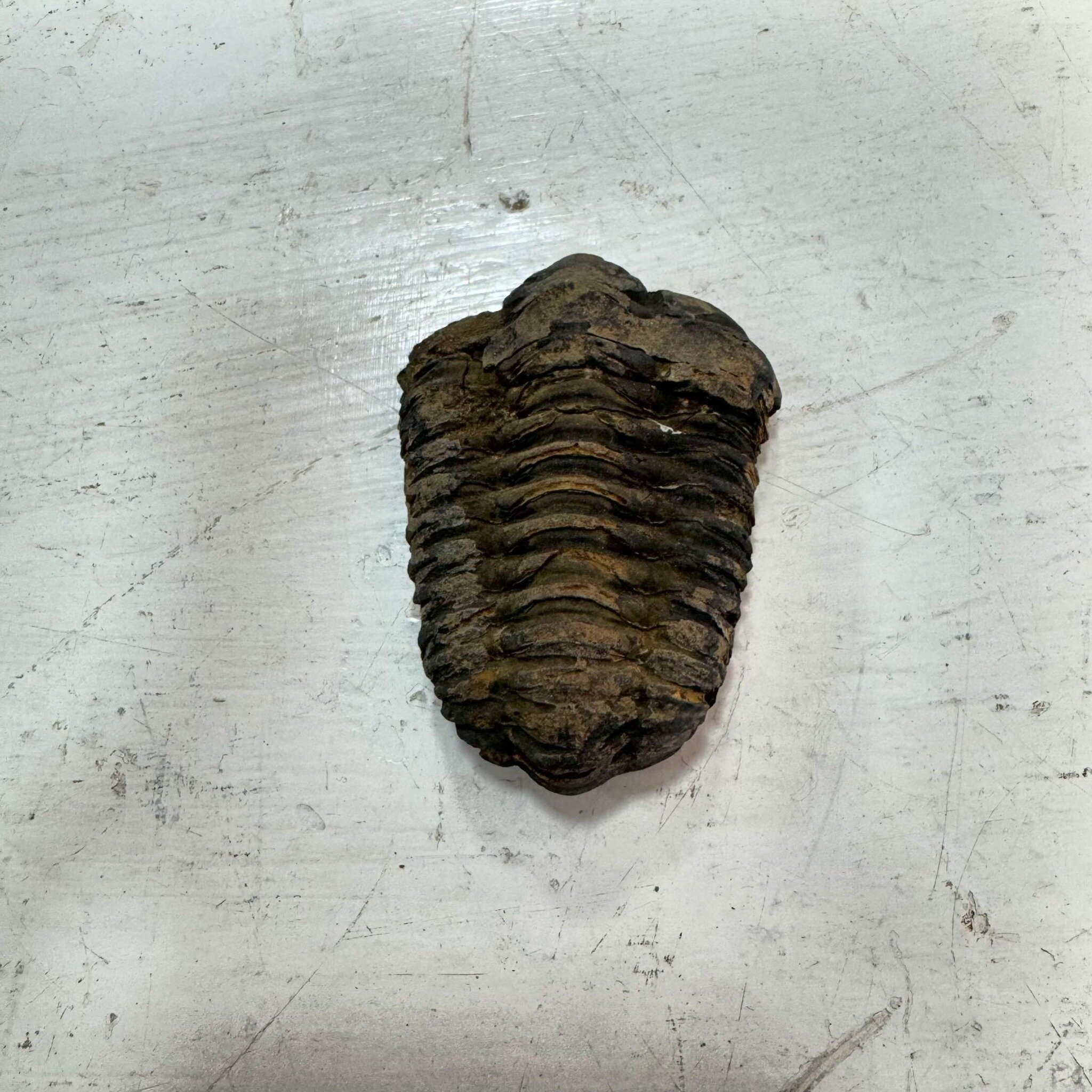 Trilobite