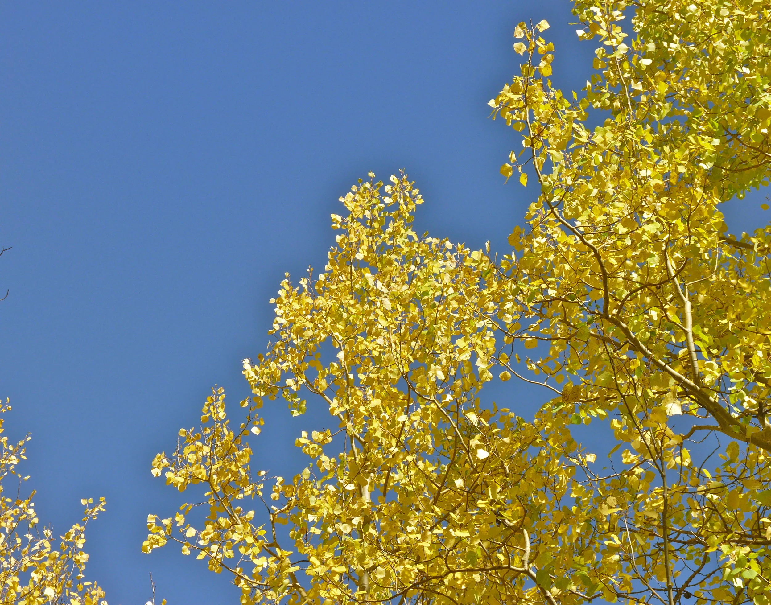 Transitioning from Summer to Fall in the Era of Climate Change