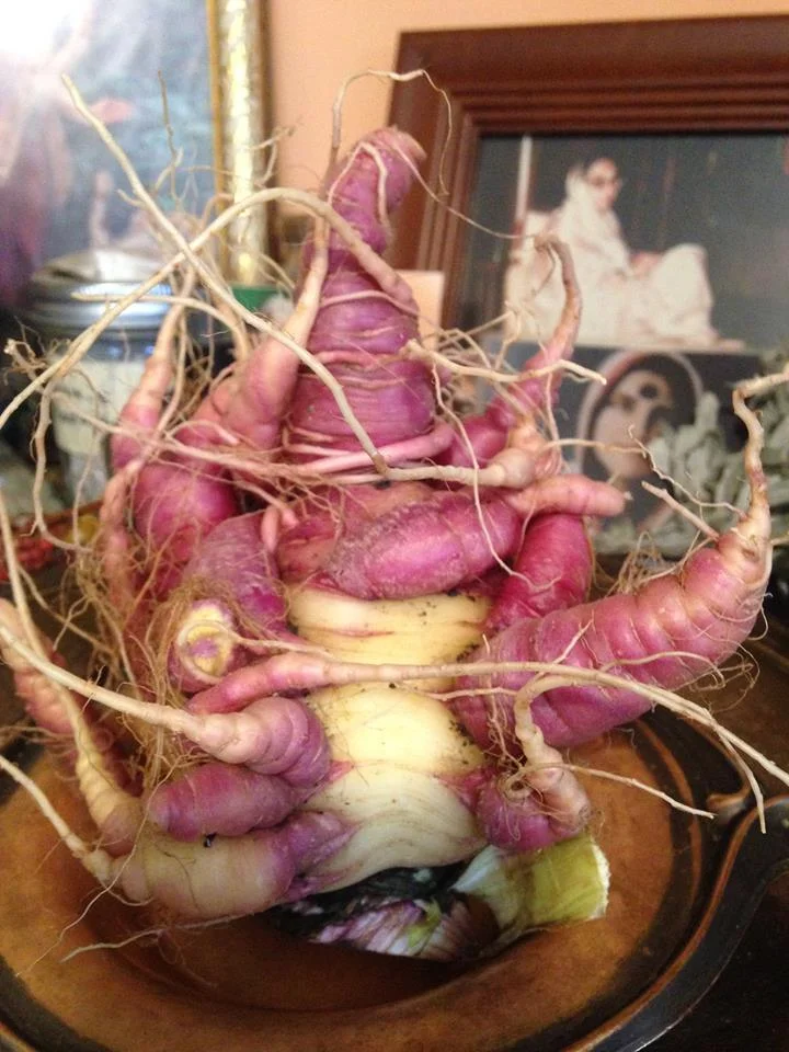 An Indian carrot variety looking like Ganesha