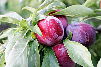 Ripe Plums on a plum tree (Photo credit: Wikipedia )