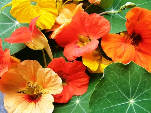 Gourmet Vinegars: Nasturtium