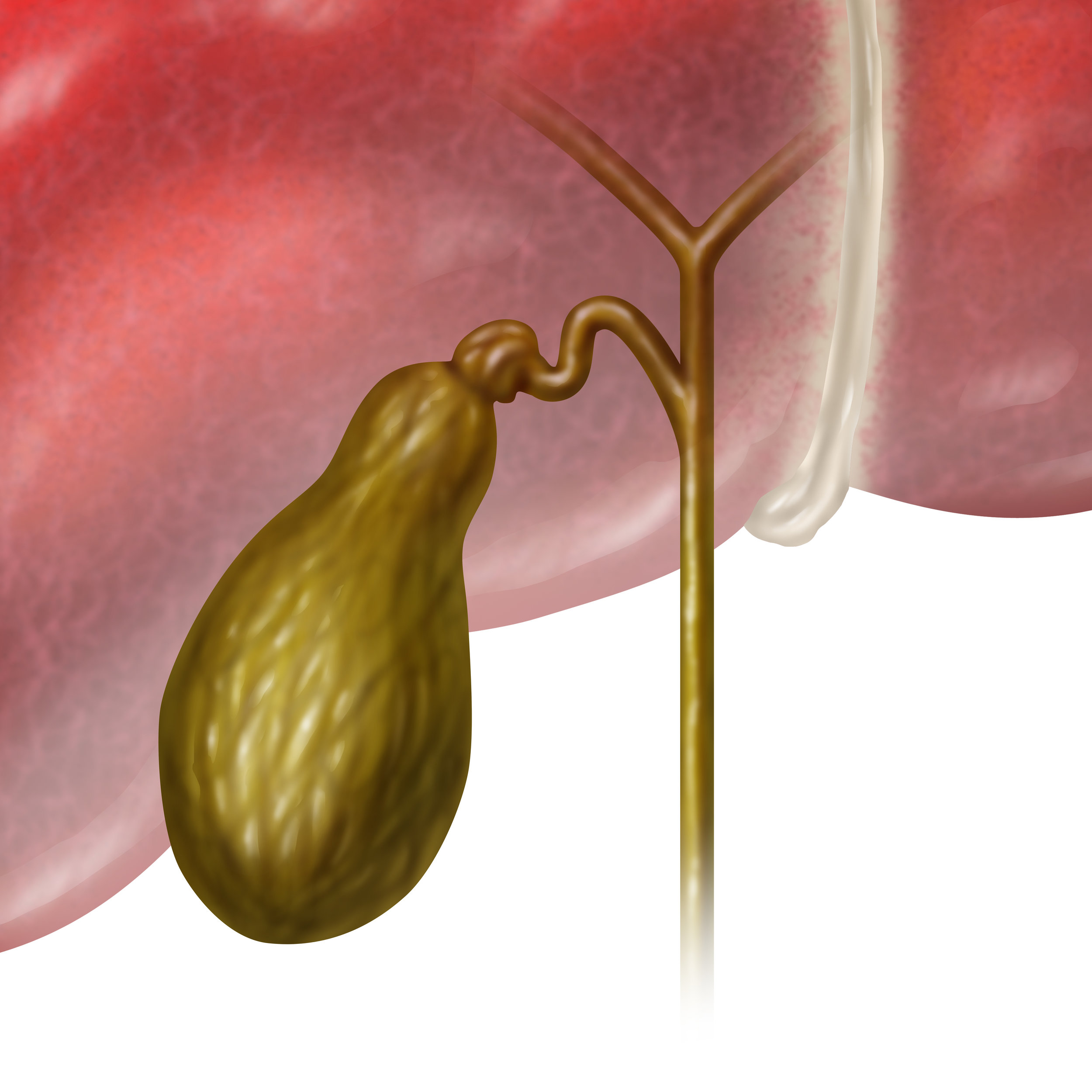 Gall Bladder Health for Ayurvedic Practitioners