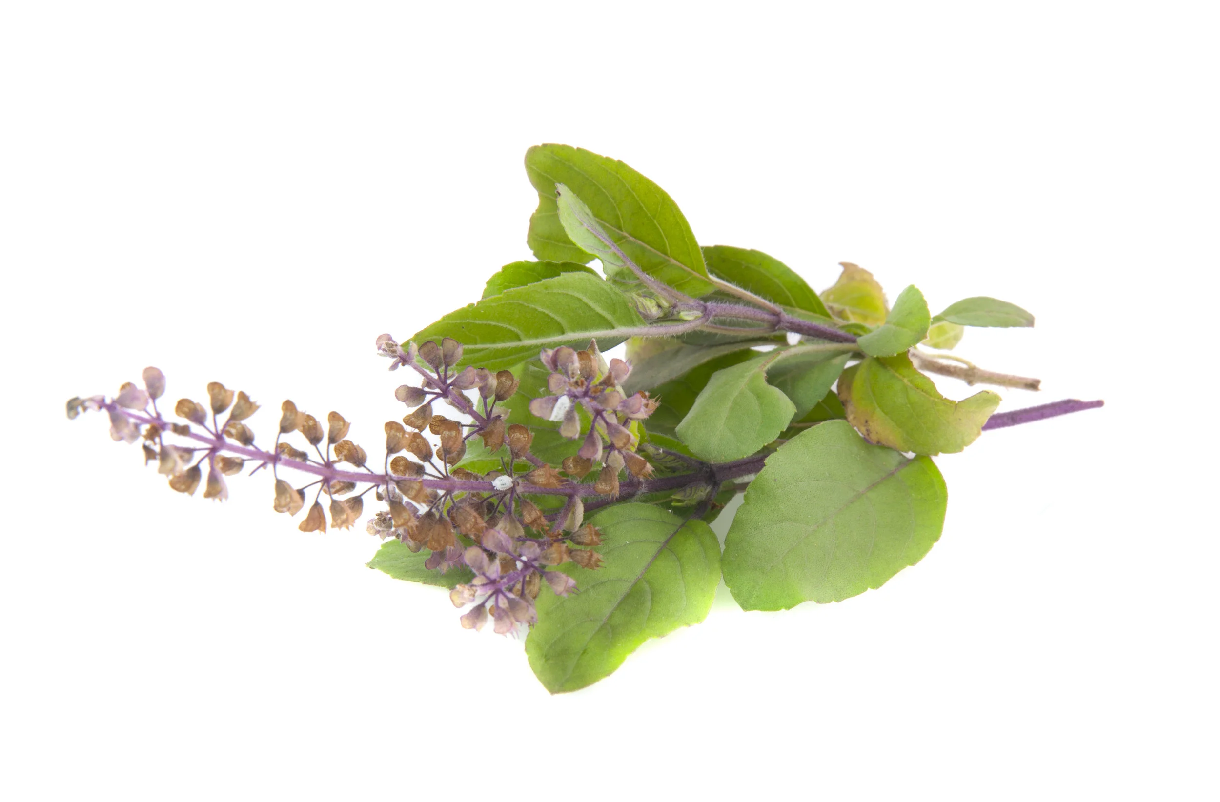 Herbs for Immunity