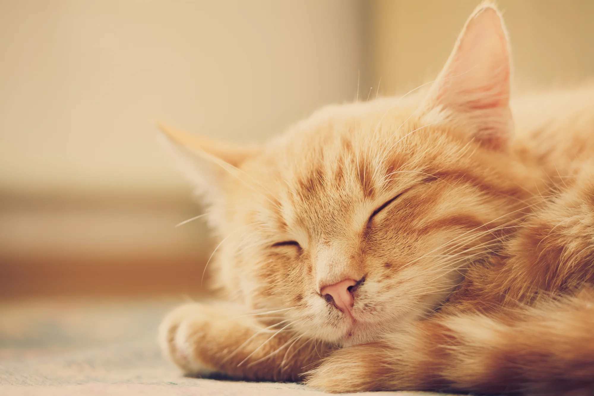 Veterinary Ayurveda: Case Histories of Five Cats