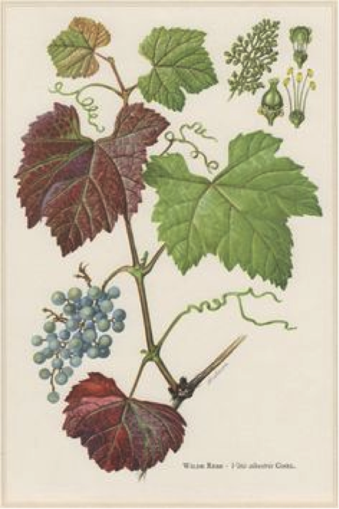 Draksha: An Ayurvedic Perspective on Grapes