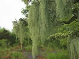 Usnea | Usnea Barbata