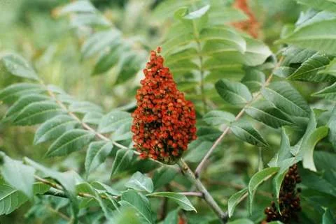 Sumac | Rhus Glabra
