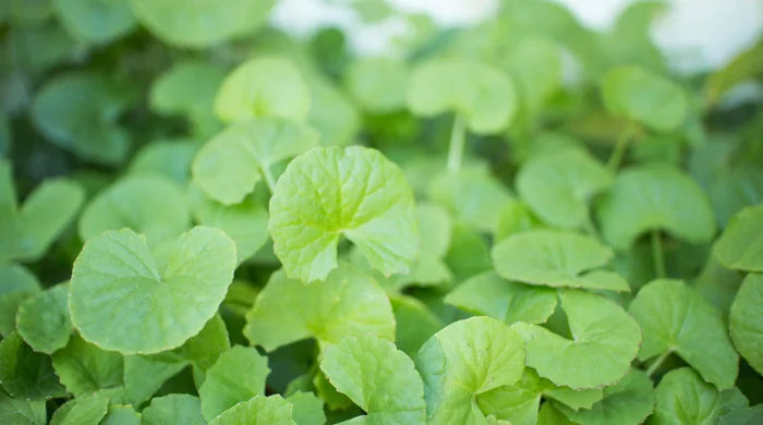 Photo Credit: Indigo Herbs