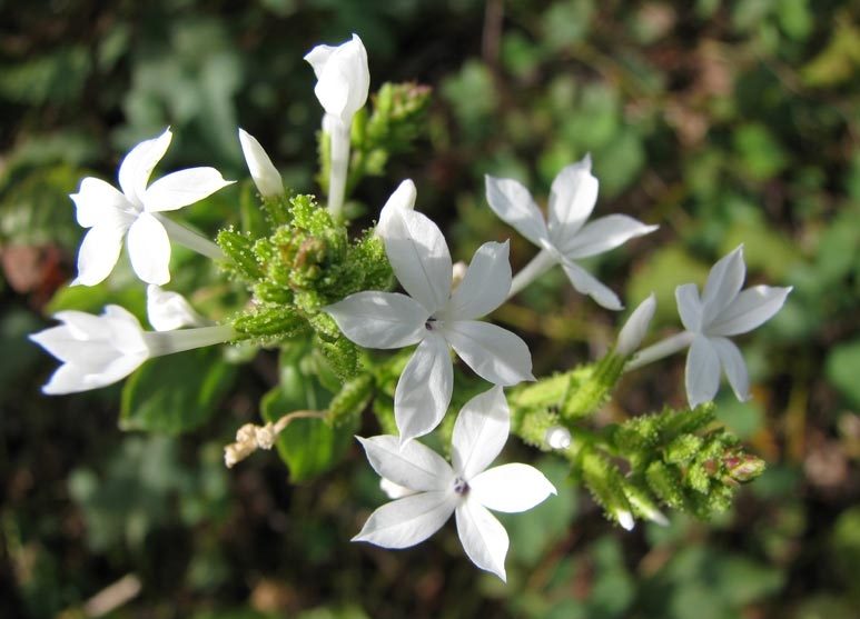 Chitrak | Plumbago Zeylanica