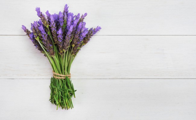 Lavender | Lavandula angustifolia