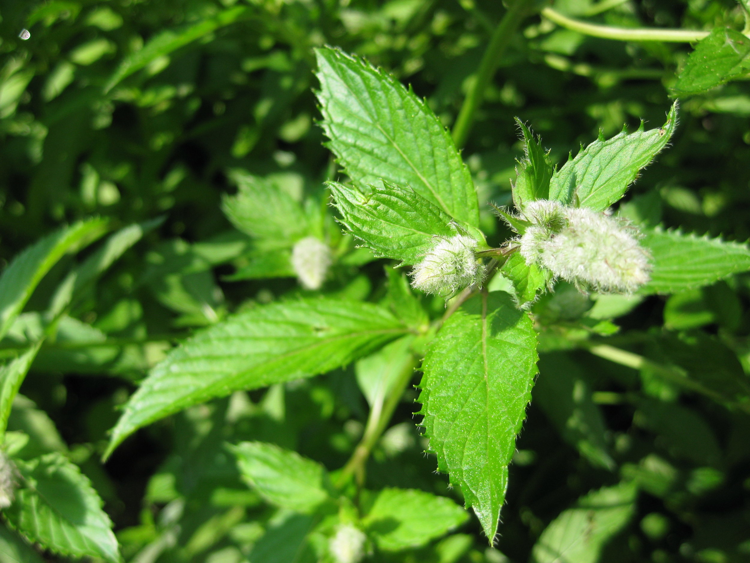 Peppermint Home Remedies